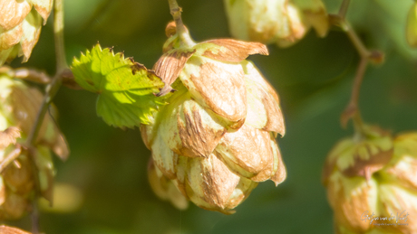 "𝑯𝒖𝒎𝒖𝒍𝒖𝒔 𝒍𝒖𝒑𝒖𝒍𝒖𝒔"