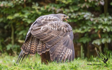 De buizerd.