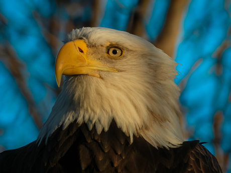 Amerikaanse zeerarend