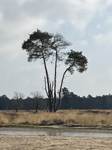 Loonse- en Drunense duinen