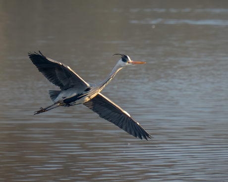 Blauwe Reiger 