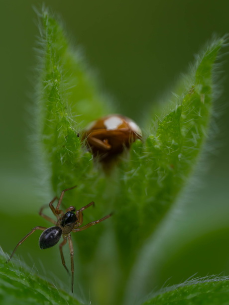 Spinnetje op weg naar lieveheersbeestje