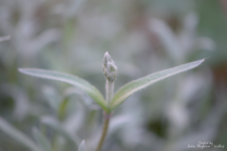 Sneeuwtapijt (Cerastium tomentosum)
