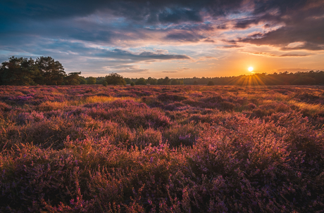 Zonsondergang Loonse en Drunense Duinen met heide II