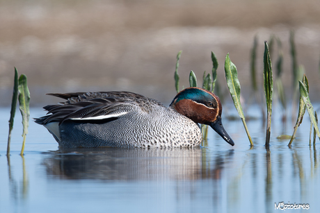 Wintertaling