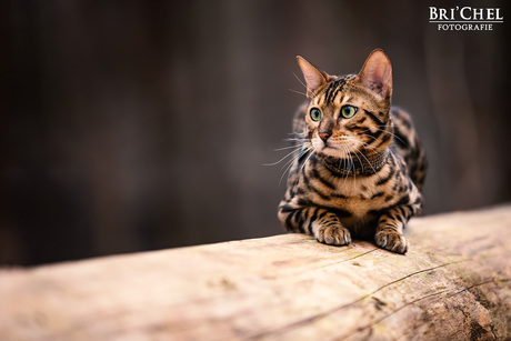 Bengaalse kat in het bos