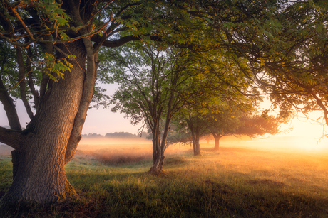 Bomen in nevellicht.