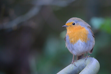 Roodborst