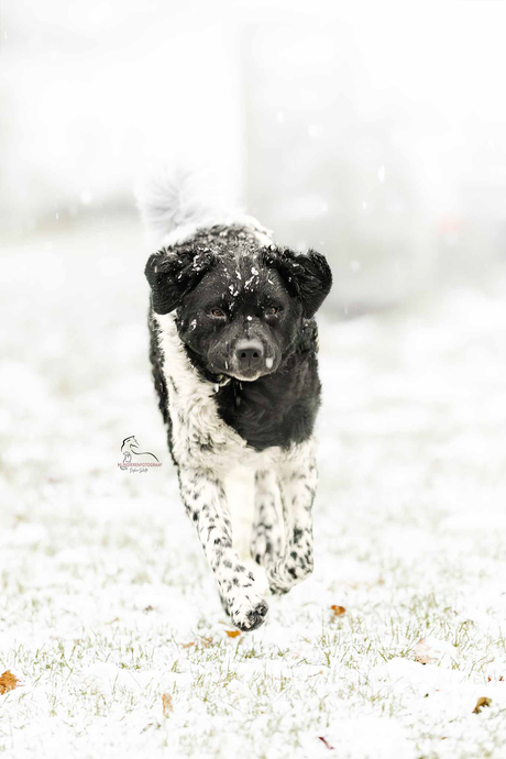 Snow angel