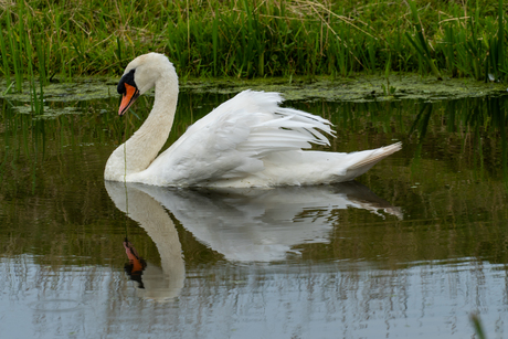 "Spiegelbeeld"