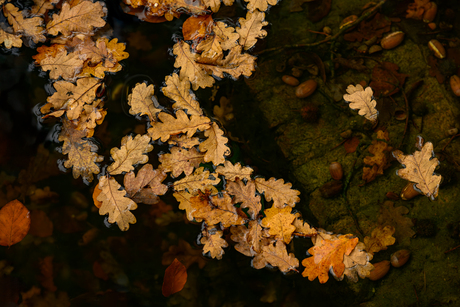 Submerged autumn