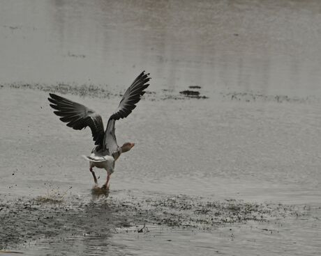 Grauwe Gans in aanloop voor het opstijgen