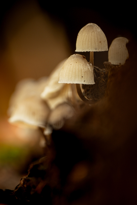 Paddenstoelen in Speulderbos