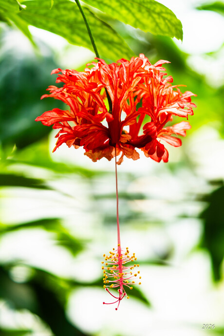 Bloem met staart een val voor andere beestjes