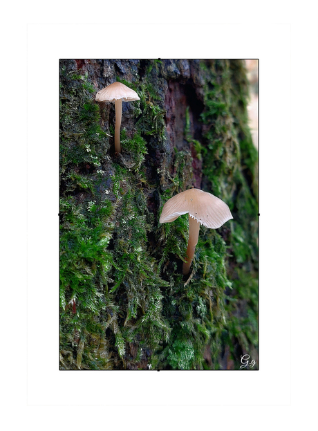 Hang-zit-sta-paddenstoelen-zwammertjes🤔