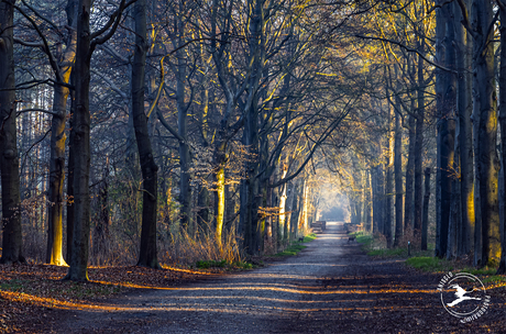 Op weg terug na zonsopgang bij Pluismeer