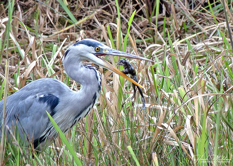 Blauwereiger (Ardea cinerea)