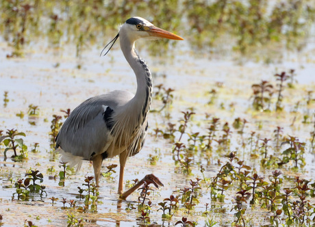 blauwe reiger