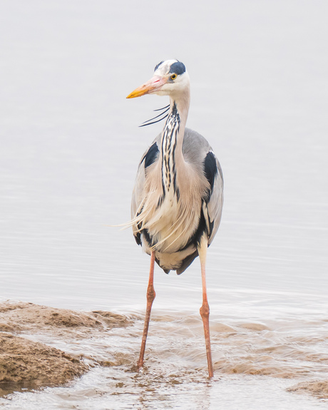 Blauwe reiger
