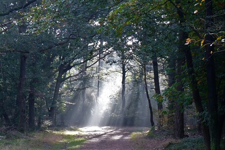 licht in het bos