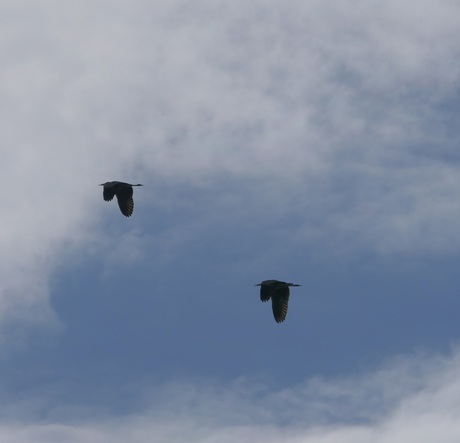 Synchroon vlucht