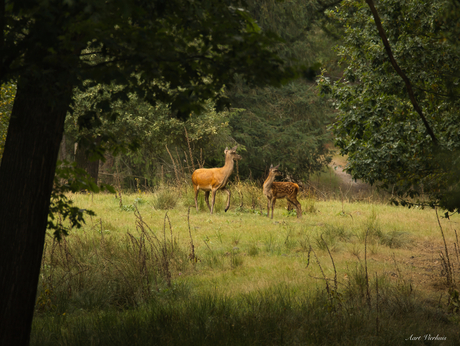 ook dit is de natuur 