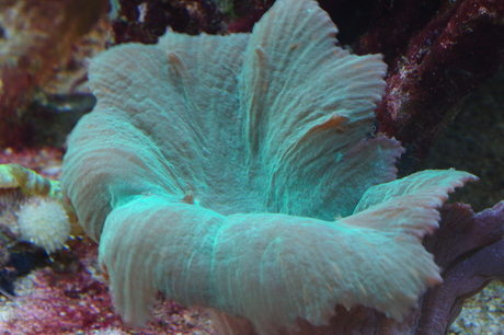 Koraal in mini zeeaquarium 