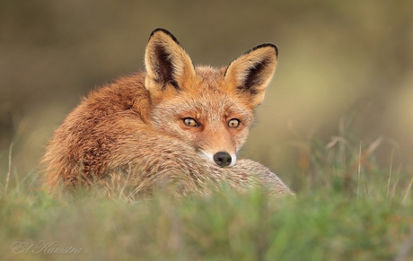 Red fox 