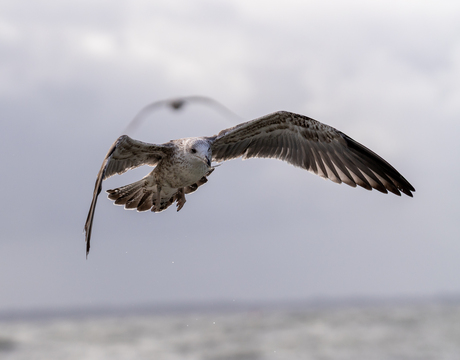 Kleine mantelmeeuw, juveniel