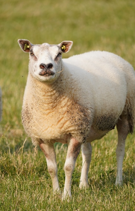 Dierenfoto's - sigma_e_mount test