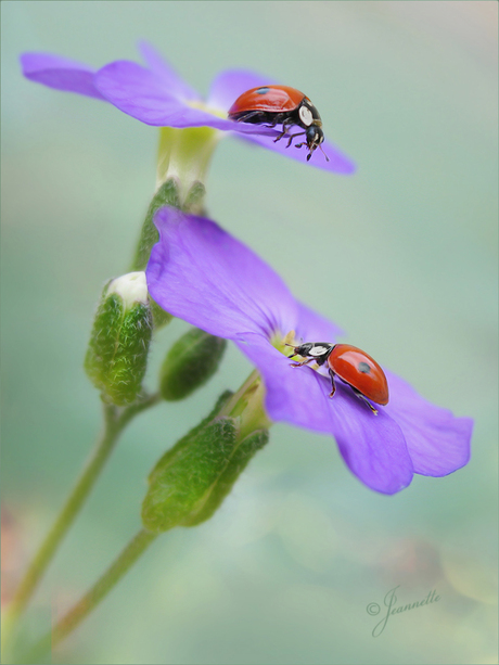 Twee in één..........