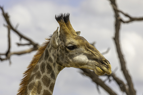 Giraffe