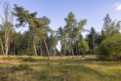 De Kalmthoutse heide