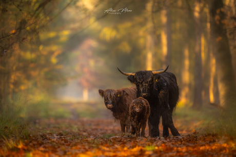 Familie hooglander