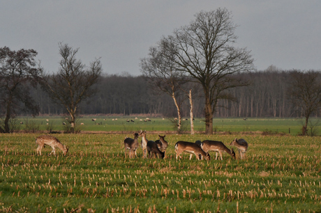 Damherten Elsloo