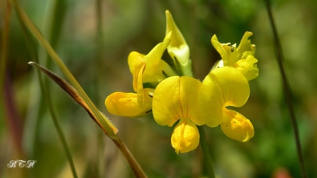 bloem