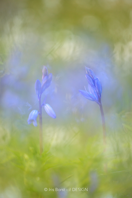Multiple exposure Amelisweerd