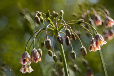 Allium nectaroscordum
