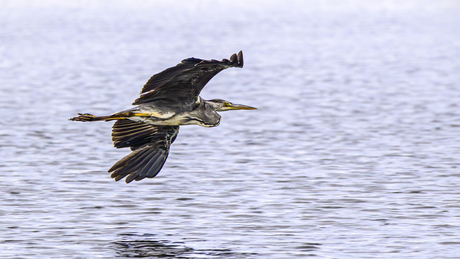 Blauwe reiger