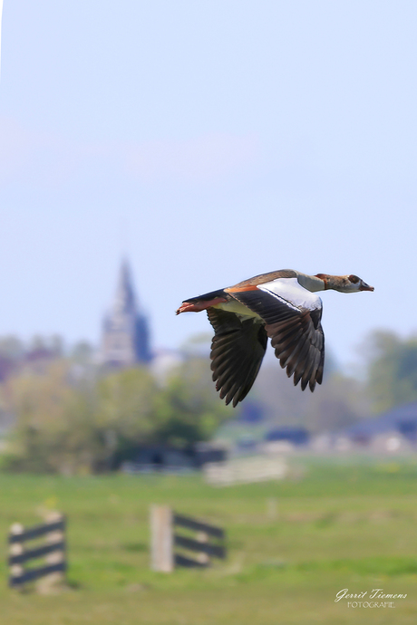 Nijlgans in de vlucht