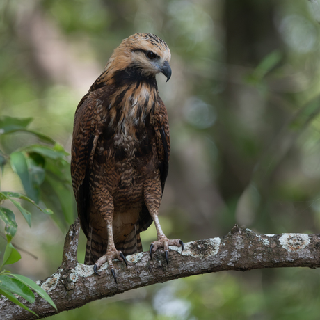 Moerasbuizerd