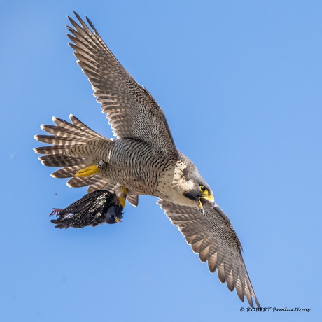 Slechtvalk met prooi (spreeuw)