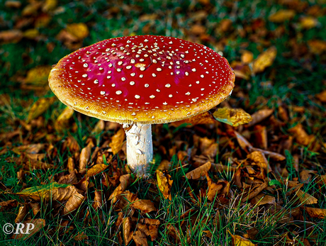 Rood met witte stippen......