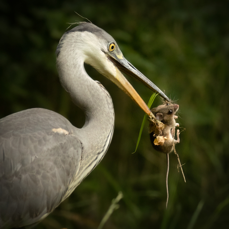 Reiger met Bosmuis