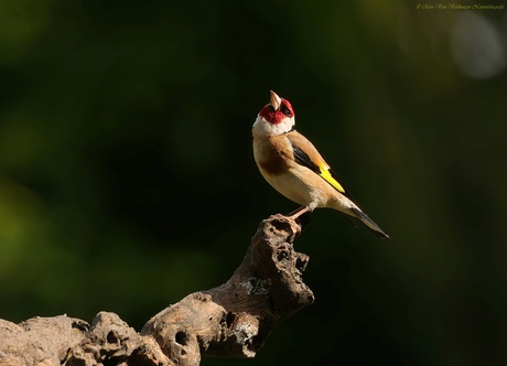  putter of distelvink