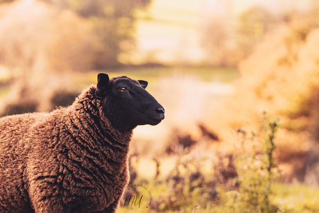 Schaapje in herfstkleuren