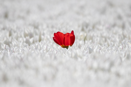 Het veld met de rijzende tulp