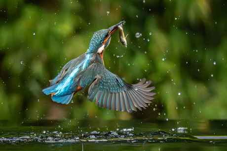 Ijsvogel vangt visje.