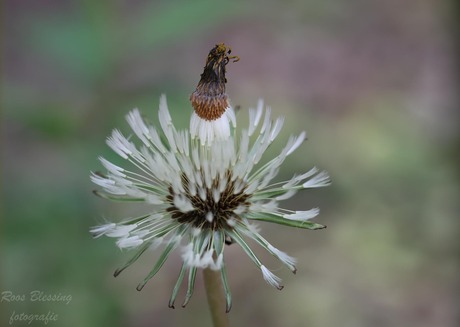 Paardenbloem