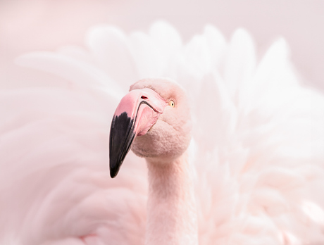 Flamingo rose